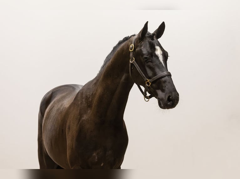 German Sport Horse Stallion 3 years 14,3 hh Black in Waddinxveen