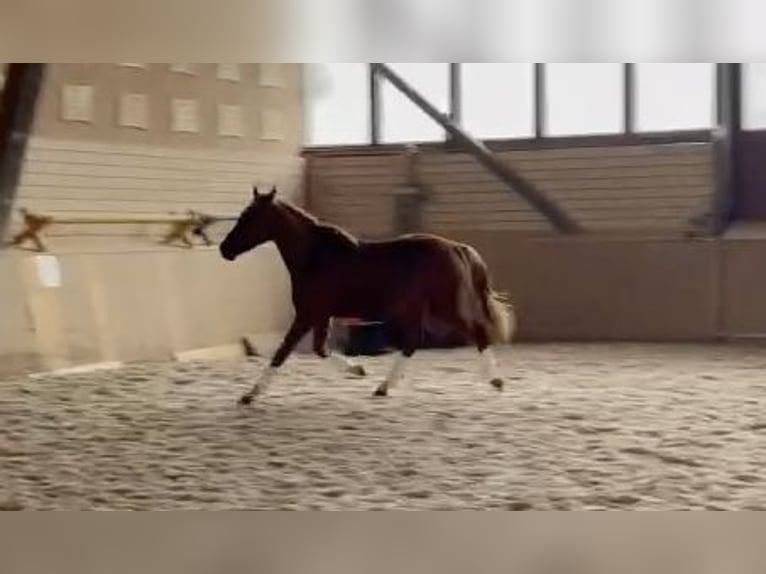 German Sport Horse Stallion 3 years 15,2 hh Chestnut-Red in Heinersreuth