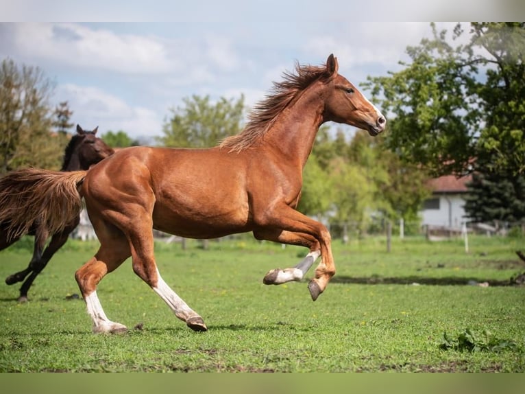German Sport Horse Stallion 3 years 15,3 hh Chestnut-Red in Nauen