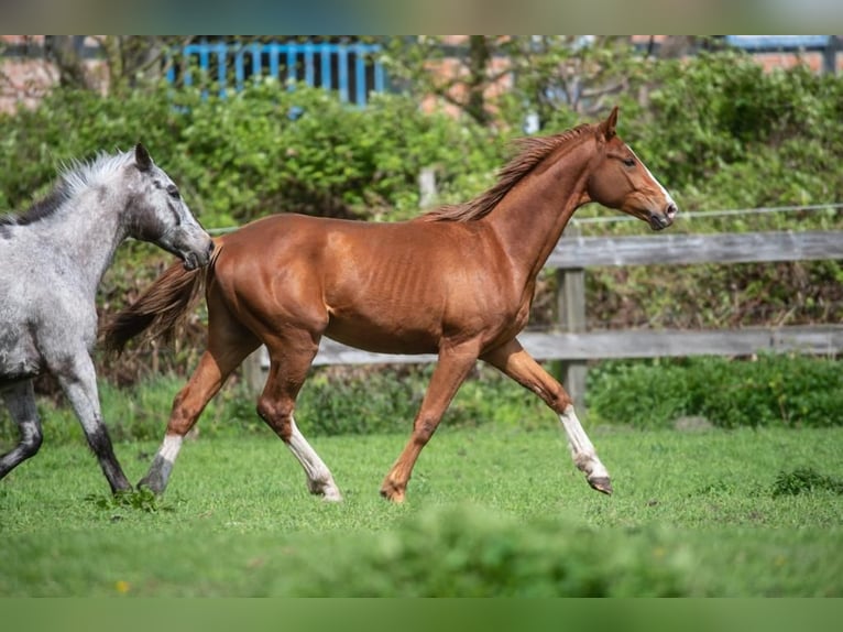 German Sport Horse Stallion 3 years 15,3 hh Chestnut-Red in Nauen