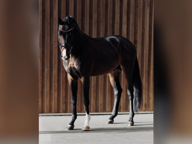 German Sport Horse Stallion 3 years 16.1 hh Bay-Dark in Brechen