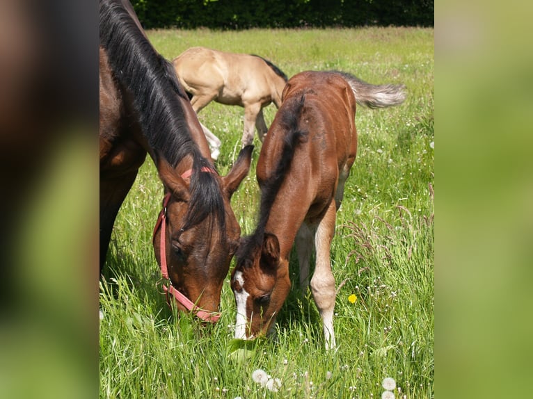 German Sport Horse Stallion 3 years 16,1 hh Bay-Dark in Walchum