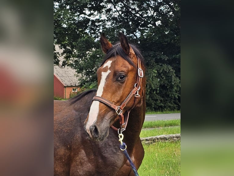 German Sport Horse Stallion 3 years 16,1 hh Bay-Dark in Walchum