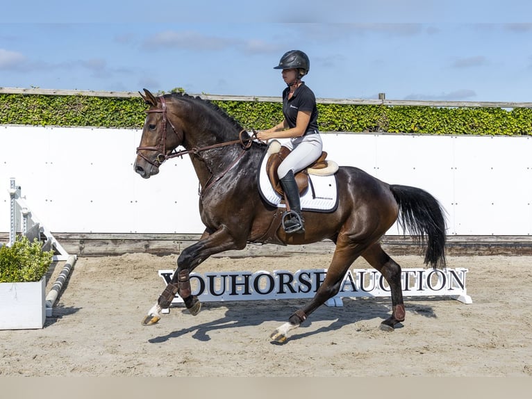 German Sport Horse Stallion 3 years 16.1 hh Bay in Waddinxveen