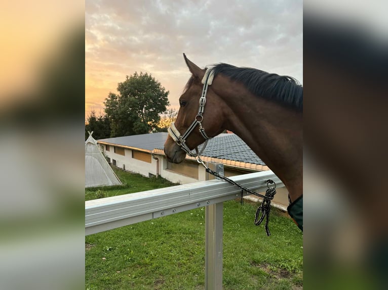 German Sport Horse Stallion 3 years 16.1 hh Brown in Hainichen