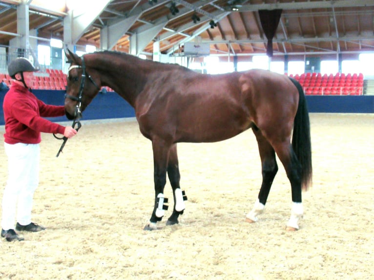 German Sport Horse Stallion 3 years 16,1 hh Brown in Schollene