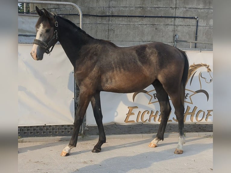 German Sport Horse Stallion 3 years 16,1 hh Gray in Bad König