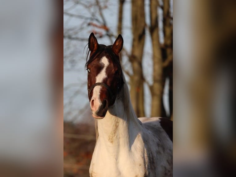 German Sport Horse Stallion 3 years 16,1 hh Pinto in Höchstädt im Fichtelgebirge
