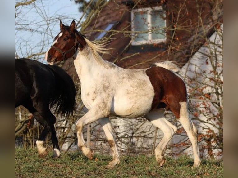 German Sport Horse Stallion 3 years 16,1 hh Pinto in Höchstädt im Fichtelgebirge