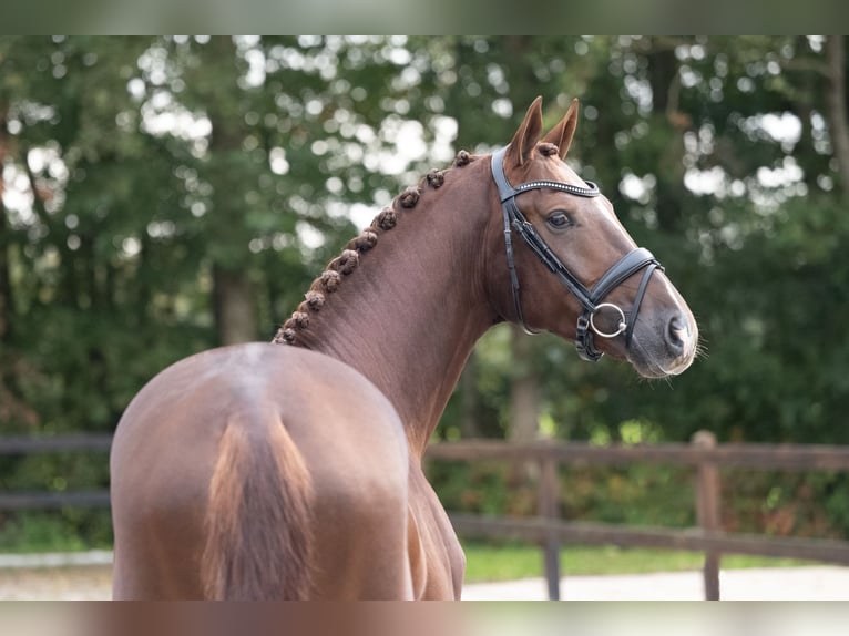 German Sport Horse Stallion 3 years 16,1 hh Sorrel in Lunteren