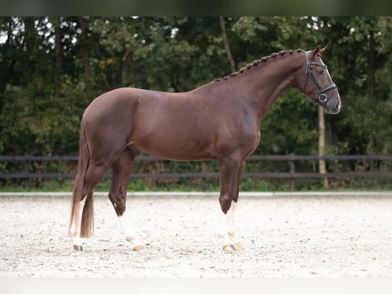 German Sport Horse Stallion 3 years 16,1 hh Sorrel in Lunteren