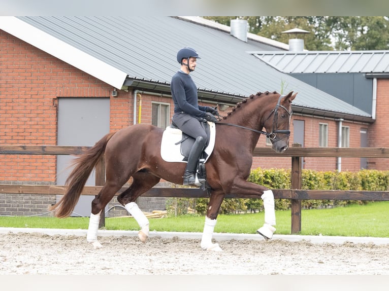 German Sport Horse Stallion 3 years 16,1 hh Sorrel in Lunteren