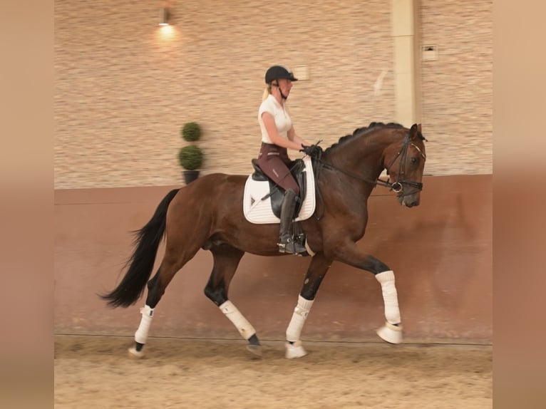 German Sport Horse Stallion 3 years 16.2 hh Bay-Dark in Wehringen