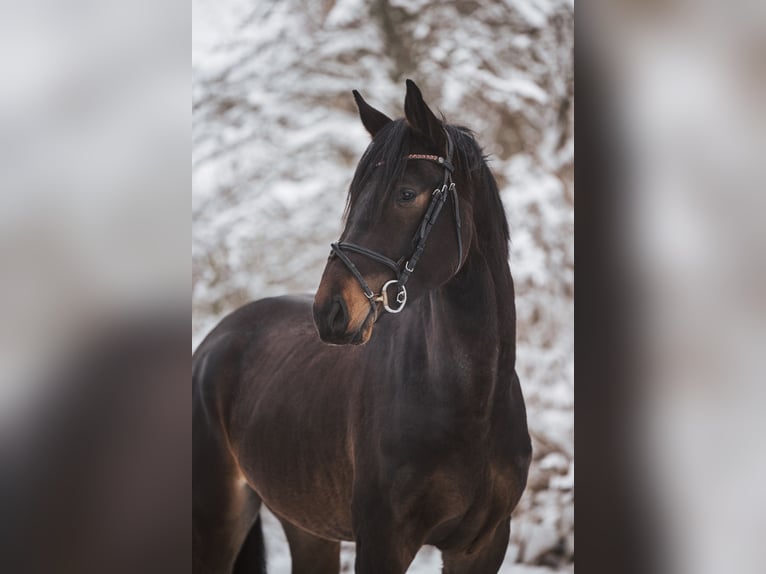 German Sport Horse Stallion 3 years 16,2 hh Bay-Dark in Geroldsgrün