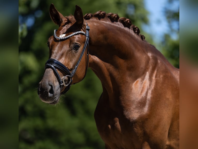 German Sport Horse Stallion 3 years 16.2 hh Chestnut in Lippetal