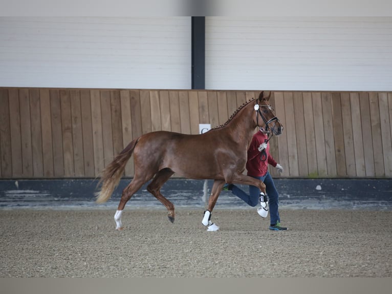 German Sport Horse Stallion 3 years 16,2 hh Chestnut-Red in Priestewitz