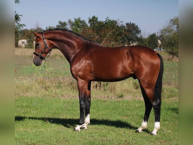 German Sport Horse Stallion 3 years 16,2 hh in Budapest