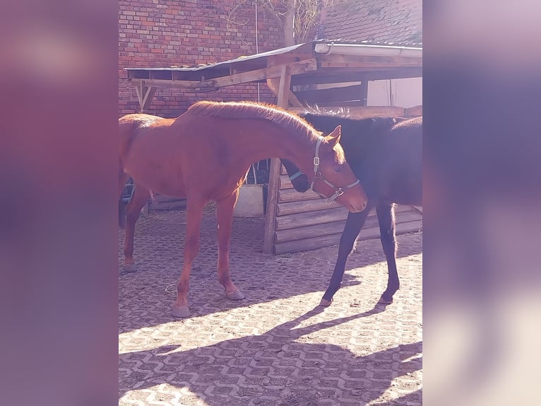 German Sport Horse Stallion 3 years 16.3 hh Chestnut-Red in Querfurt