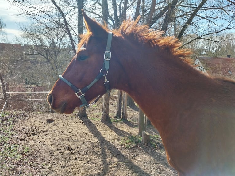 German Sport Horse Stallion 3 years 16.3 hh Chestnut-Red in Querfurt