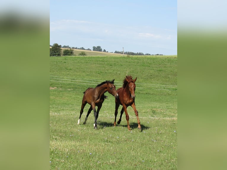 German Sport Horse Stallion 3 years 16.3 hh Chestnut-Red in Querfurt
