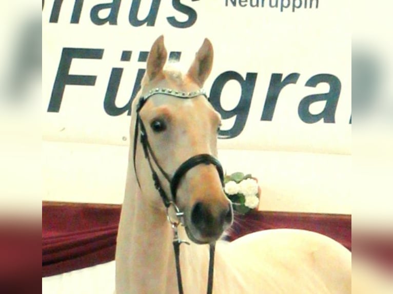 German Sport Horse Stallion 3 years 16.3 hh Palomino in Schollene