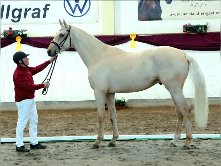 German Sport Horse Stallion 3 years 16.3 hh Palomino in Schollene
