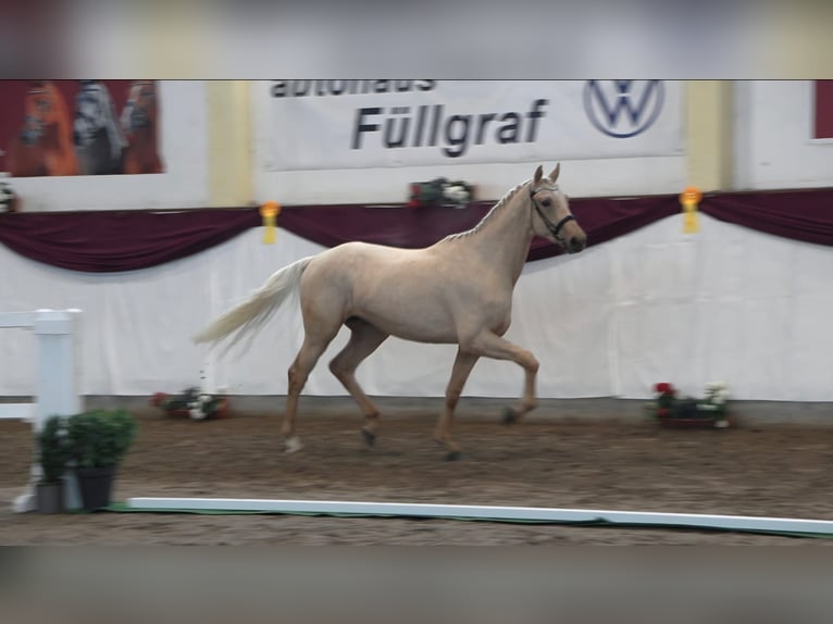 German Sport Horse Stallion 3 years 16.3 hh Palomino in Schollene
