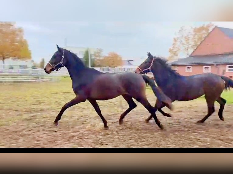 German Sport Horse Stallion 3 years 16 hh Bay-Dark in Verl