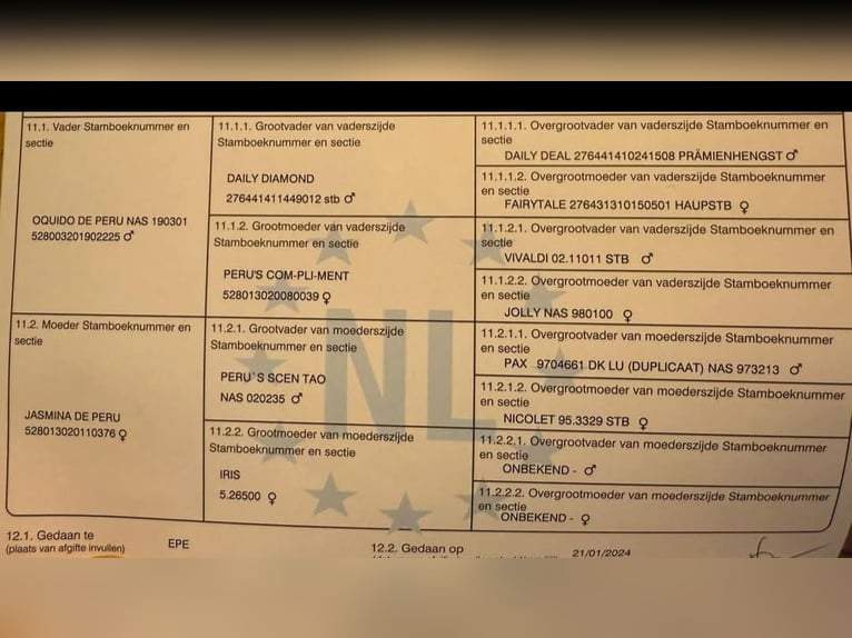 German Sport Horse Stallion 3 years 16 hh Bay-Dark in Verl