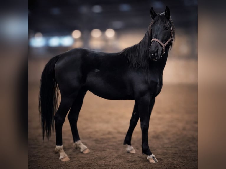 German Sport Horse Stallion 3 years 16 hh Black in Weißendorf
