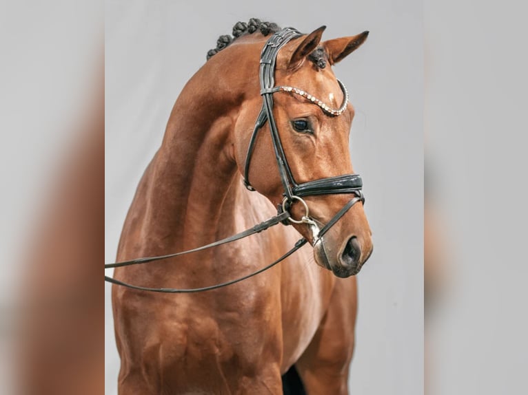 German Sport Horse Stallion 3 years 16 hh Brown-Light in Wietze