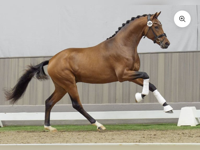 German Sport Horse Stallion 3 years 16 hh Brown-Light in Wietze