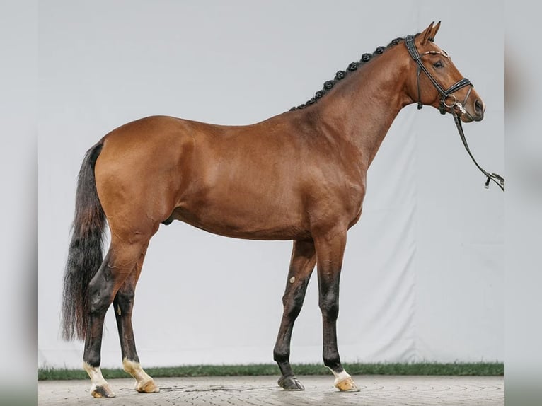 German Sport Horse Stallion 3 years 16 hh Brown-Light in Wietze