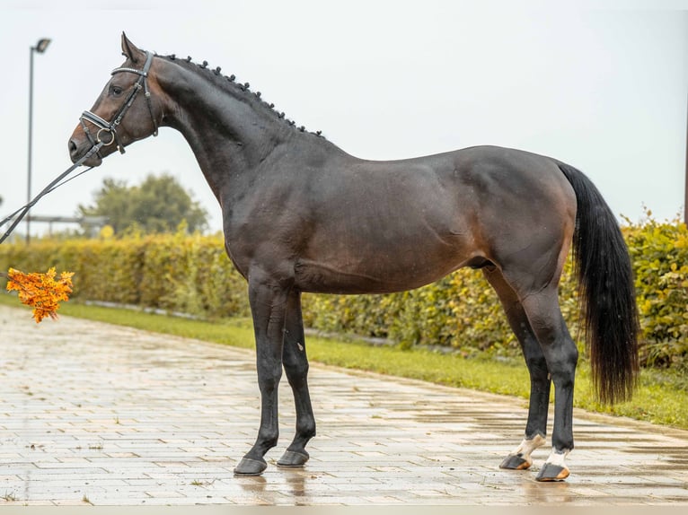 German Sport Horse Stallion 3 years 16 hh Brown in Gomadingen