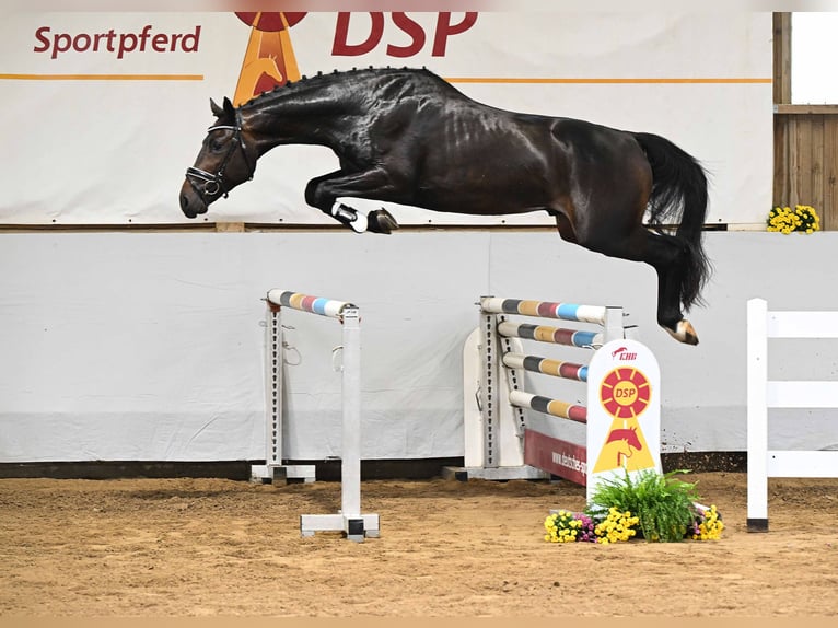 German Sport Horse Stallion 3 years 16 hh Brown in Gomadingen