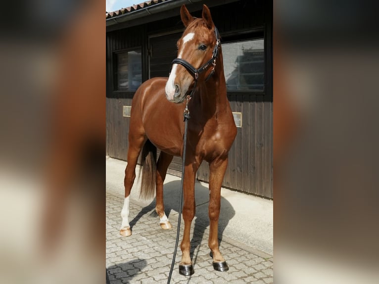 German Sport Horse Stallion 3 years 16 hh Chestnut-Red in Neumarkt in der Oberpfalz
