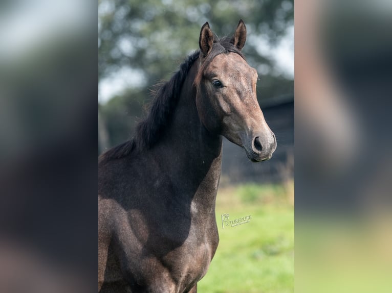 German Sport Horse Stallion 3 years 16 hh Gray-Dark-Tan in Goch