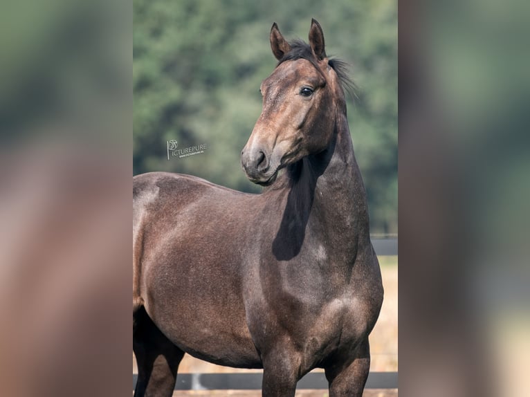 German Sport Horse Stallion 3 years 16 hh Gray-Dark-Tan in Goch
