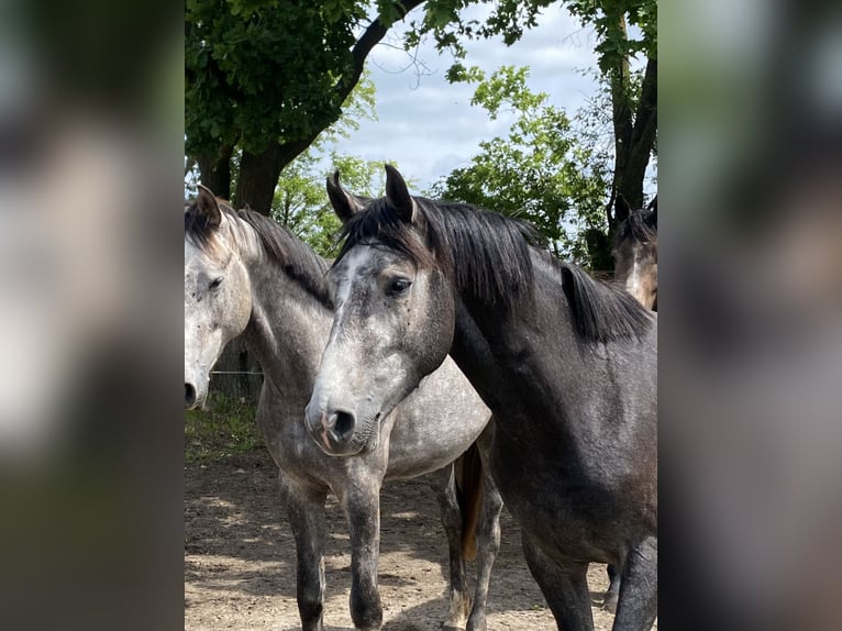 German Sport Horse Stallion 3 years 16 hh Grey-Dark-Tan in perleberg