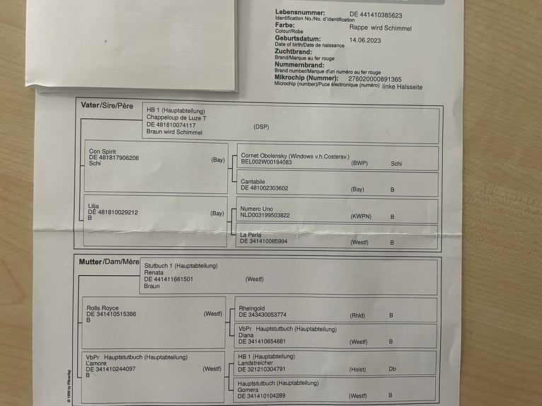 German Sport Horse Stallion 3 years 16 hh Grey in Mor