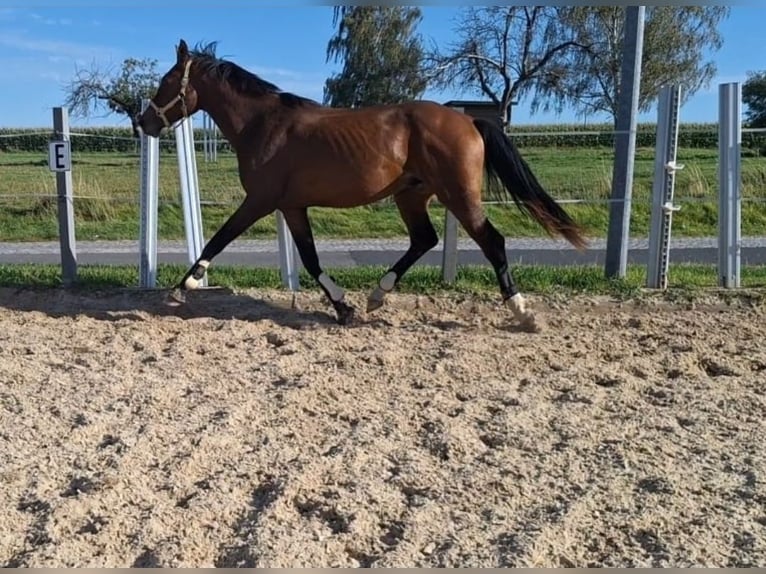 German Sport Horse Stallion 3 years 16,1 hh Brown in Hainichen