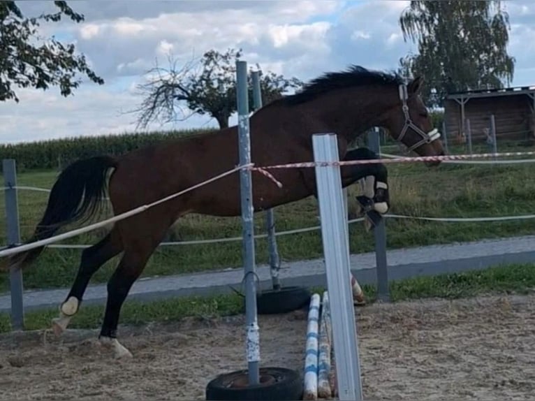 German Sport Horse Stallion 3 years 16,1 hh Brown in Hainichen