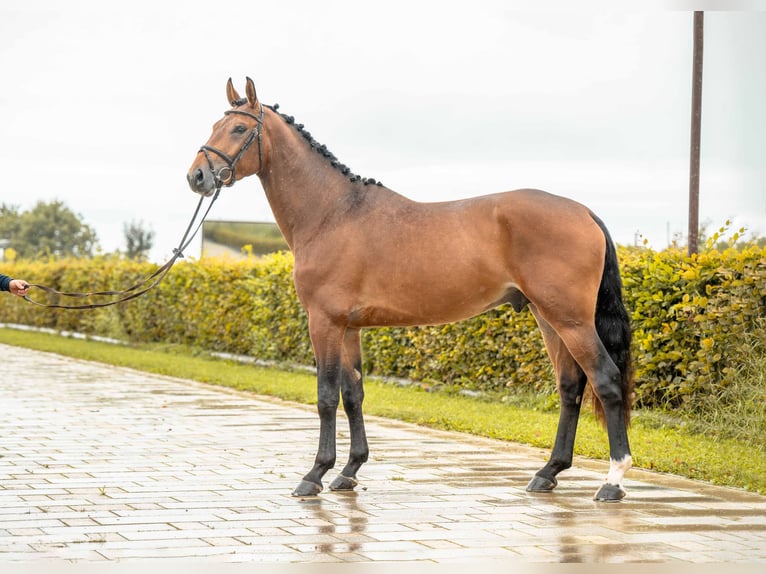 German Sport Horse Stallion 3 years 16,1 hh Brown in Gomadingen