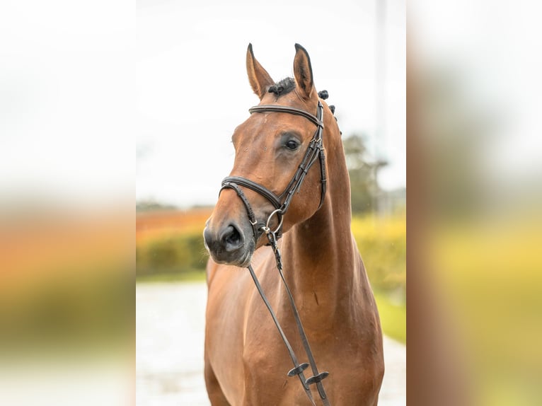 German Sport Horse Stallion 3 years 16,1 hh Brown in Gomadingen