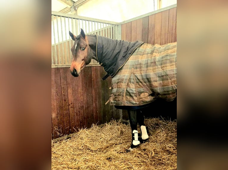 German Sport Horse Stallion 3 years 16,1 hh Brown in Schollene