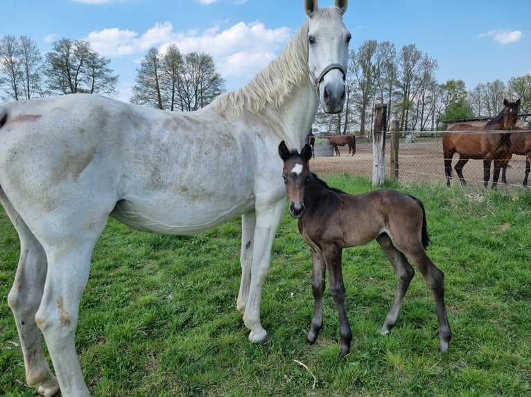 German Sport Horse Stallion 3 years 16,1 hh Grey-Dark-Tan in Mellensee