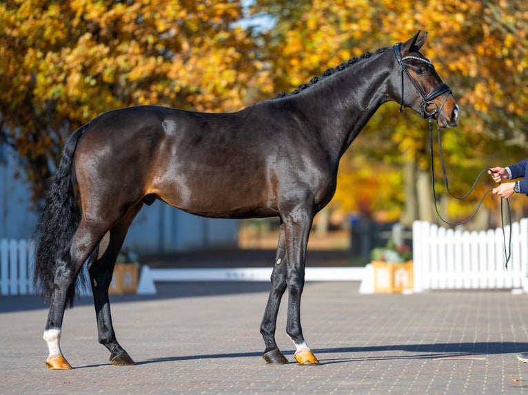 German Sport Horse Stallion 3 years 16,1 hh Smoky-Black in Redefin