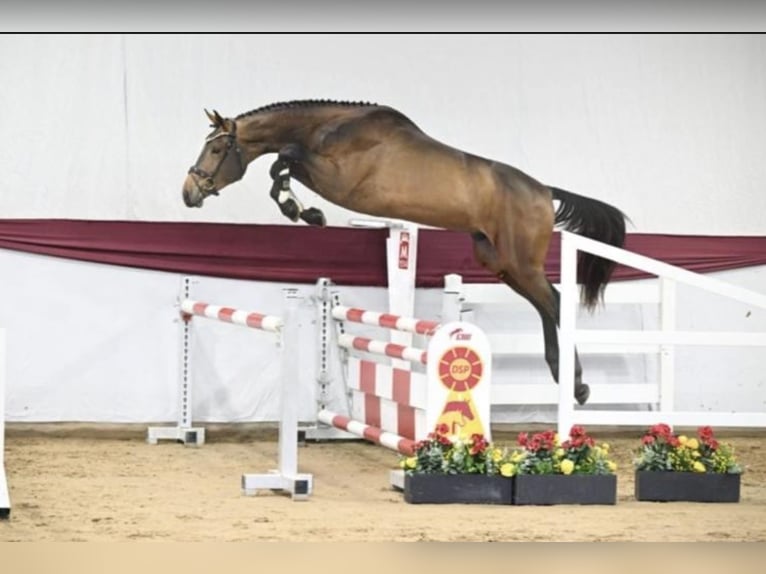 German Sport Horse Stallion 3 years 16,2 hh in Gieleroth