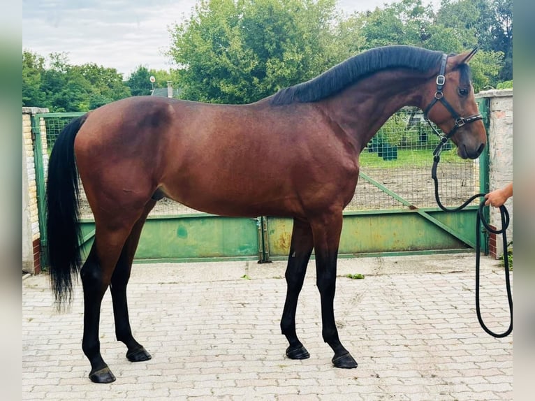 German Sport Horse Stallion 3 years 16,3 hh Brown in Murska Soboda
