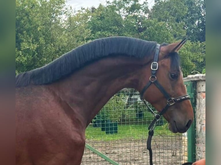 German Sport Horse Stallion 3 years 16,3 hh Brown in Murska Soboda
